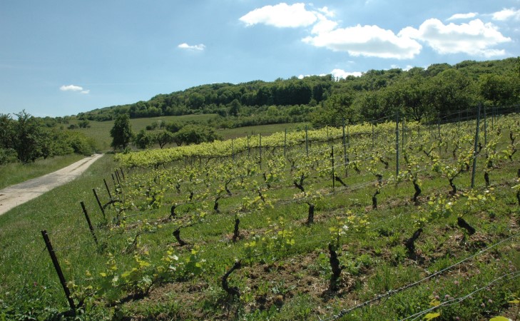 Bulligny - La vigne sur les coteaux sous le haut de côte boisé -  © M.CRIVELLARO