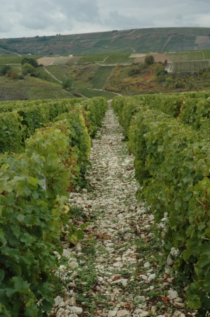 Caillottes - Vignoble de Sancerre - Bué - Photo Michel CRIVELLARO
