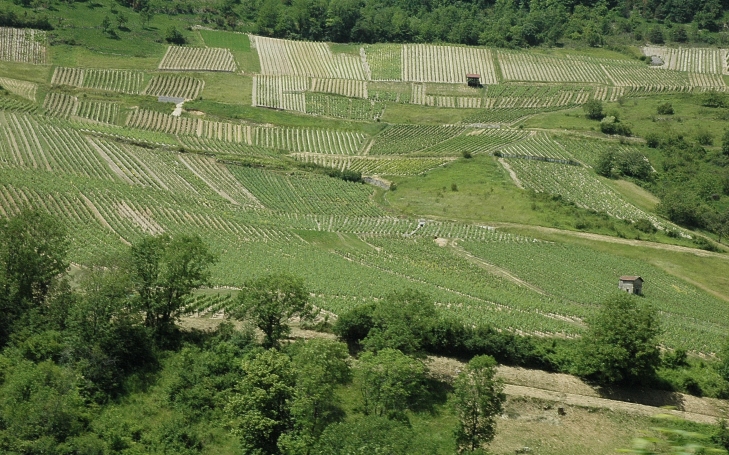Cerdon - Les vignes s'étagent entre 300 et 550 mètres sur des versants à fortes pentes - © M.CRIVELLARO