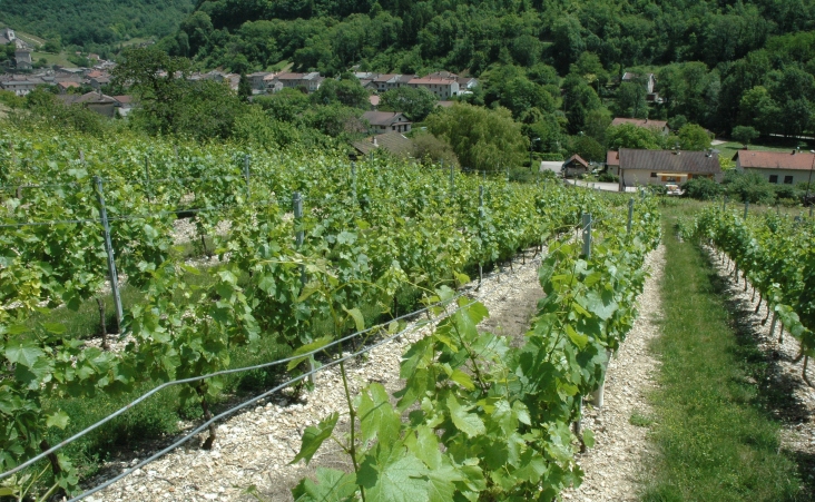 Cerdon - Les vignes sur les pentes recouvertes de cailloux calcaires d'origine jurassique surplombent le village - © M.CRIVELLARO