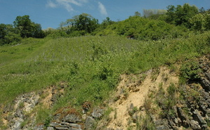 Cerdon - Mérignat- Vignes sur sol marno-calcaire du Jurassique - © M.CRIVELLARO