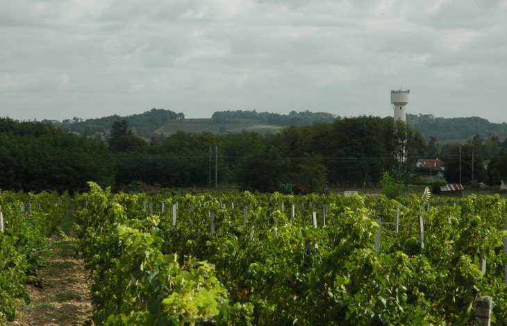 Cérons - Podensac - Le vignoble est installé sur un sol graveleux en pente douce vers la Garonne - Photo Michel CRIVELLARO