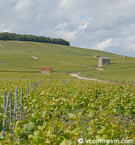Champagne-Vertus-Cotes-des-blancs
