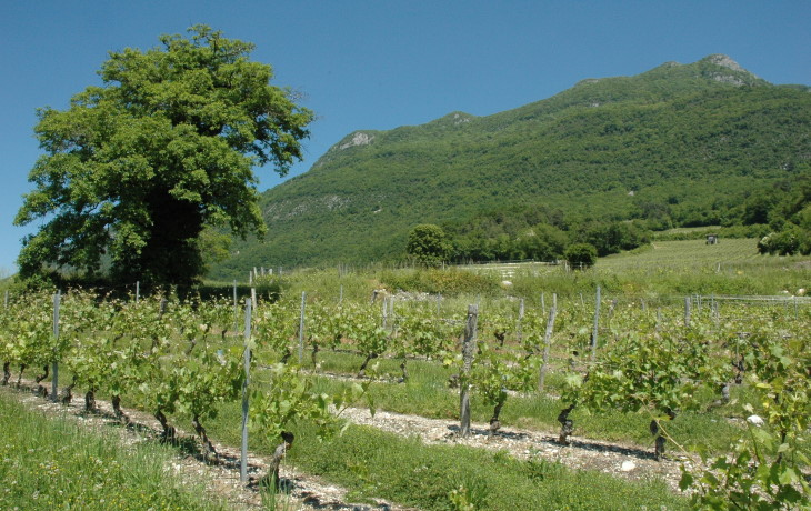 Champrond - Les vignes sur les flancs de la montagne de la Charvaz, partie septentrionale du chaînon du mont du Chat - © M.CRIVELLARO