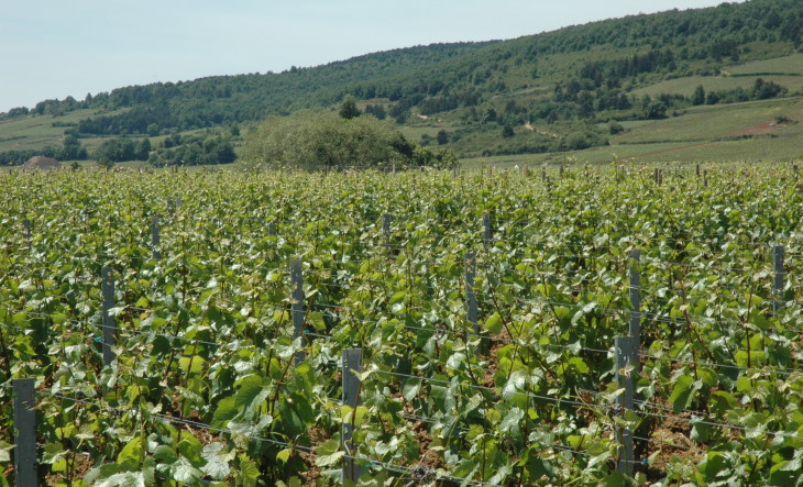 Chassagne-Montrachet  - Le vignoble au pied des coteaux boisés - © M.CRIVELLARO