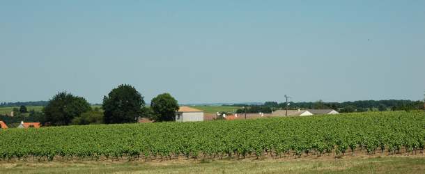 Vignobles du Muscadet Sévre et Maine à Château-Thébaud. - Photo: Michel CRIVELLARO