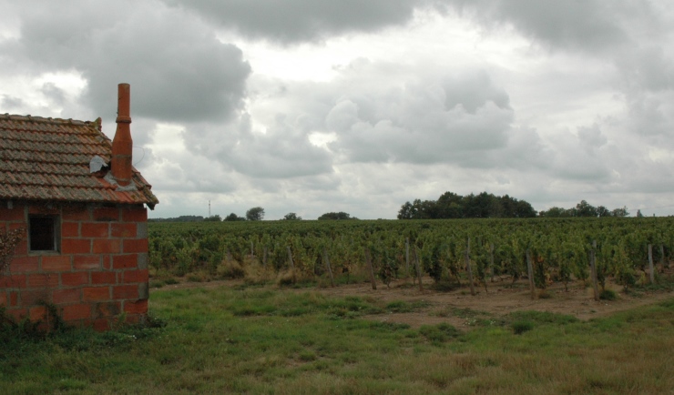 Vignoble de Châteaumeillant - Photo Michel CRIVELLARO