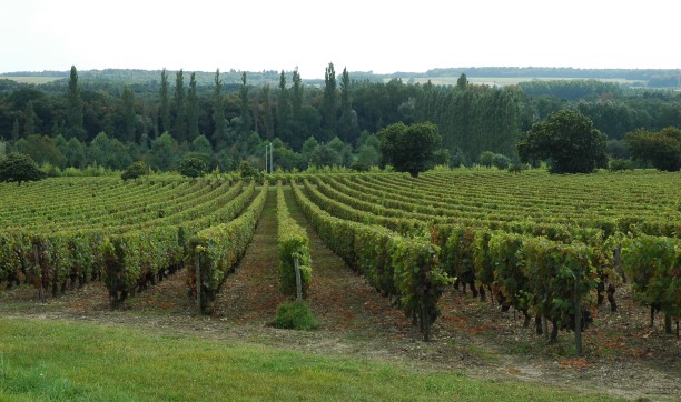 Vignoble de Touraine à Chenonceau - Photo Michel CRIVELLARO