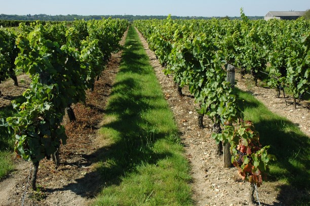 Vignoble de Touraine à Cheverny - Photo Michel CRIVELLARO