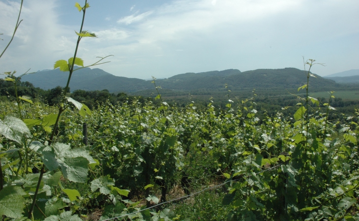 Chindrieux - Les vignes de Chautagne avec en fond le chaînon du mont du Chat - © M.CRIVELLARO