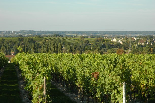 Vignoble de Touraine à Chinon - Photo Michel CRIVELLARO