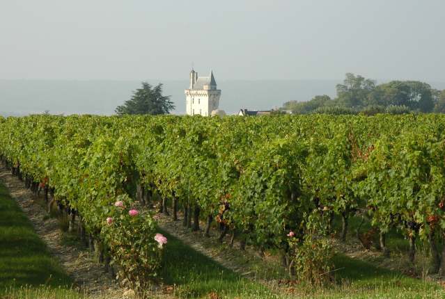 Vignoble de Chinon - Photo Michel CRIVELLARO