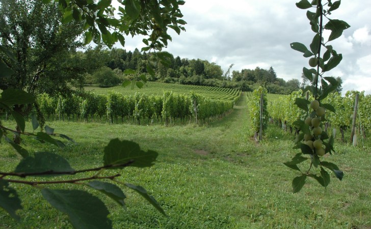 Combres-sous-les-Côtes - La vigne, entre un pied de côte planté de mirabelliers  et un haut de côte au sommet boisé - © M.CRIVELLARO