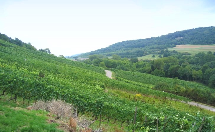 Contz-les-Bains - Le vignoble de Sierck-les-Bains sur  la  Côte Infraliasique fait face au versant ouest du Mont Stromberg - © M.CRIVELLARO