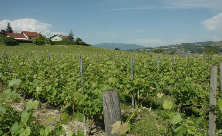 Corbonod - Les vignes autour du village de Corbonod et au loin les collines molassiques de la vallée des Usses - © M.CRIVELLARO