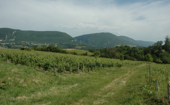Corbonod - Les vignes de Seyssel avec au loin de gauche à droite  la Montagne des Princes, le Val de Fier et le chaînon du Gros Foug - © M.CRIVELLARO