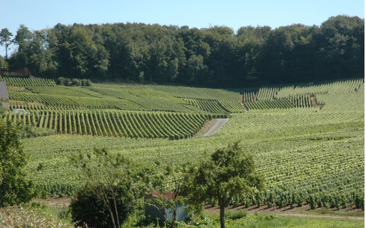 Côte des Blancs - Cramant - Le sommet de la côte est recouvert par la forêt -  © M.CRIVELLARO