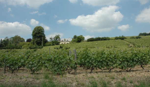 Vignoble des Coteaux du Vendomois - Jasnières - Photo Michel CRIVELLARO