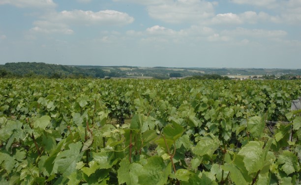 Vignoble des Coteaux du Vendomois - Thore-la-Rochette - Photo Michel CRIVELLARO