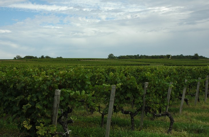 Croupe de Fonréaud sur graves pyrénéennes  - Vignes du Château Fonréaud à Listrac - Photo Michel CRIVELLARO