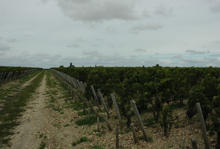 Croupe de graves garonnaises portant les vignes du Château Ducru-Beaucaillou - © M.CRIVELLARO