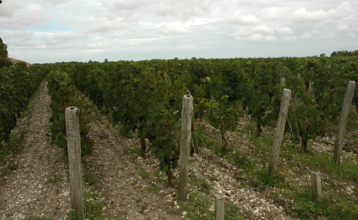 Croupe de graves garonnaises - Vignes de Château Poujeaux Moulis - Photo Michel CRIVELLARO