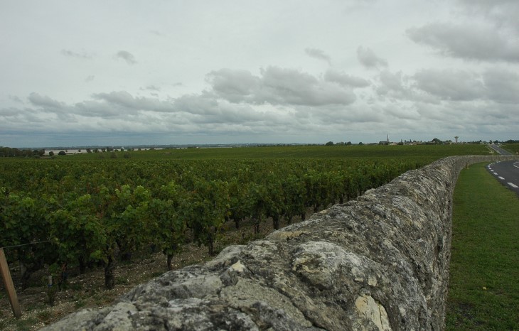 Croupe portant le vignoble de Château Latour en bordure de Gironde - © M.CRIVELLARO