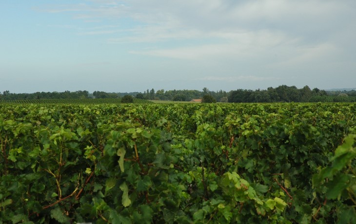 Croupes graveleuses de Bouqueyran altitude 30 à 37 m - Vignes du Château Mauvesin près de Castelnau-de-Médoc - © M.CRIVELLARO Croupes graveleuses de Bouqueyran altitude 30 à 37 m - Vignes du Château Mauvesin près de Castelnau-de-Médoc - © M.CRIVELLARO