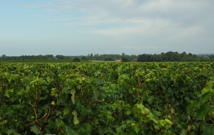 Croupes graveleuses de Bouqueyran altitude 30 à 37 m - Vignes du Château Mauvesin près de Castelnau-de-Médoc - © M.CRIVELLARO