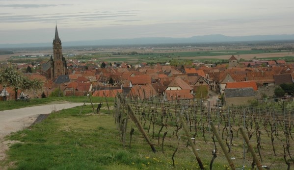 Dambach-La Ville -Vue de Dambach-La-Ville depuis le vignoble - Photo Michel CRIVELLARO