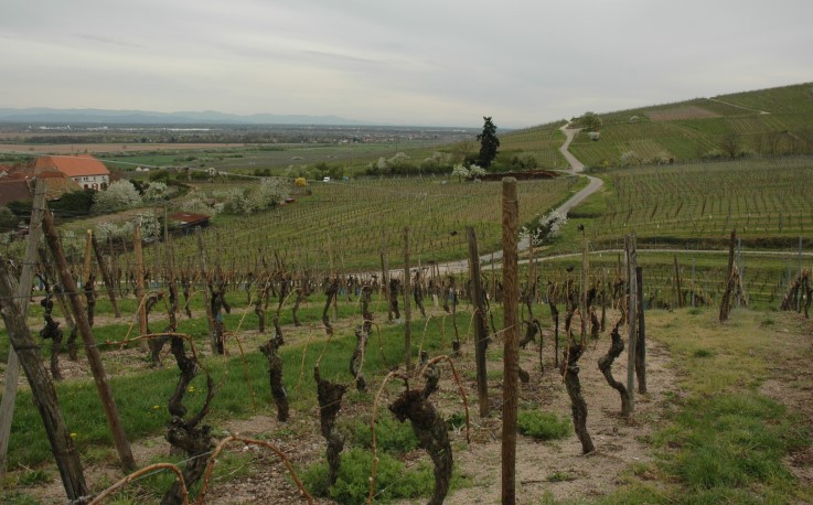 Dambach-la-Ville - Plaine d'Alsace depuis les coteaux du Frankstein surplombant le village de Dambach-la-Ville - Photo Michel CRIVELLARO
