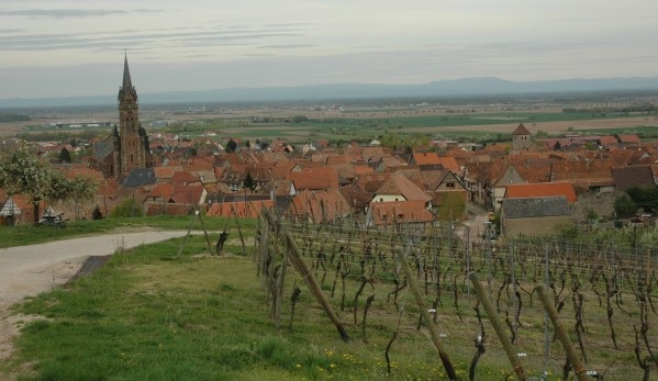 Dambach-La Ville - Vue sur le village,  la plaine d'Alsace et la Forêt-Noire, depuis le vignoble du "Grand Cru Frankstein"  - © M.CRIVELLARO