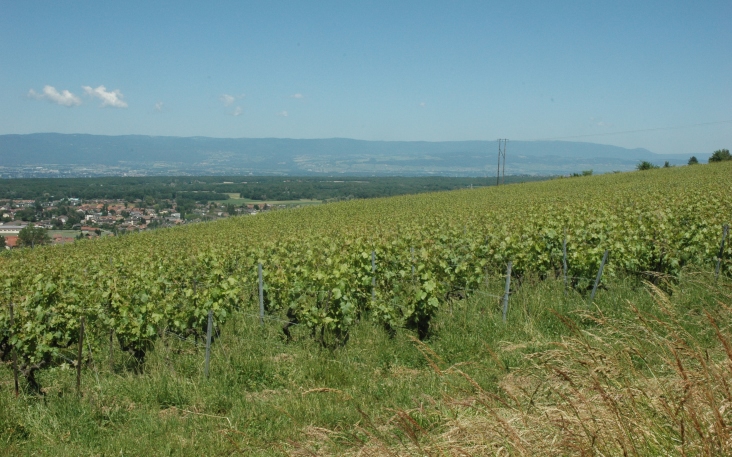 Douvaine - Sur les coteaux au dessus du village de Douvaine, le chasselas  est le cépage principal de l'AOC Vin de Savoie Crépy - © M.CRIVELLARO