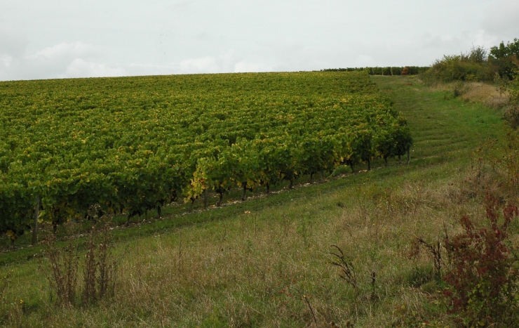 Vignoble de Reuilly - Photo Michel CRIVELLARO