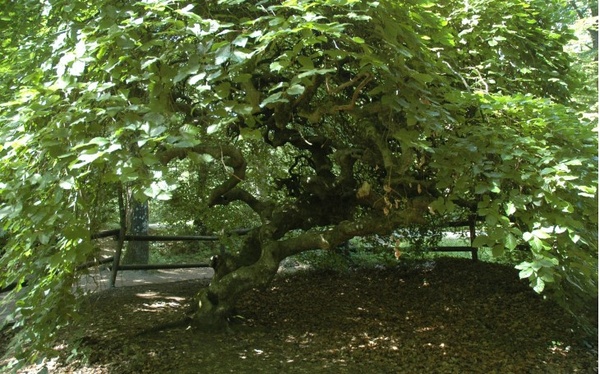 Forêt de Verzy - Faux de Verzy - Hêtres aux troncs et branches tortueux - © M.CRIVELLARO