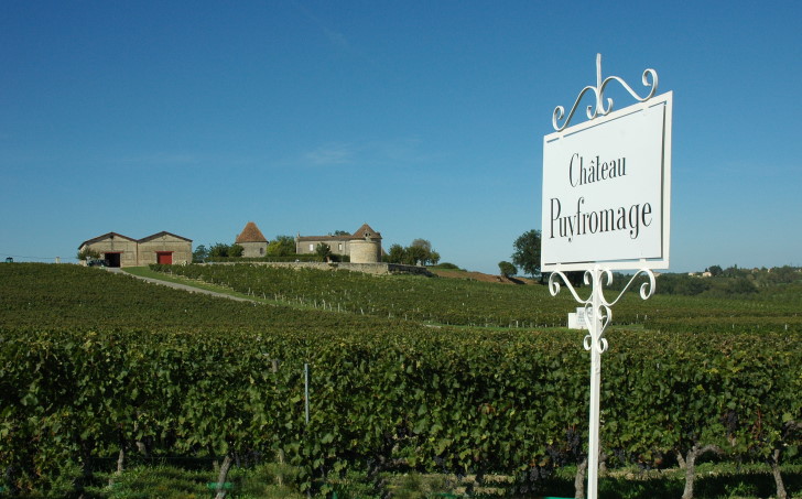 Francs -  Le  vignoble de château Puyfromage . Photo Michel CRIVELLARO
