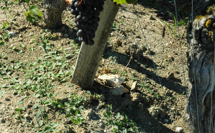 Francs - Sol argilo-calcaire dans le vignoble de l'appellation Côtes de Bordeaux Francs - © M.CRIVELLARO