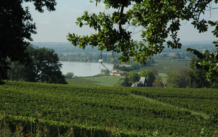 Fronsac - Le vignoble domine la vallée de la Dordogne - © M.CRIVELLARO