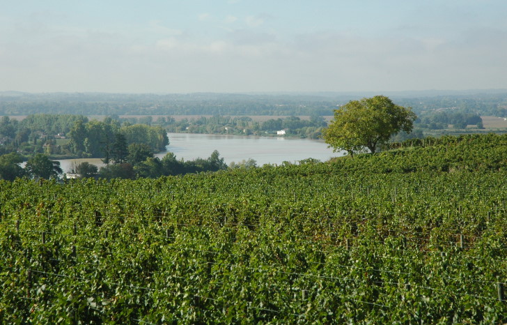 Fronsac - Le vignoble sur le Tertre de Canon surplombe la Dordogne - © M.CRIVELLARO