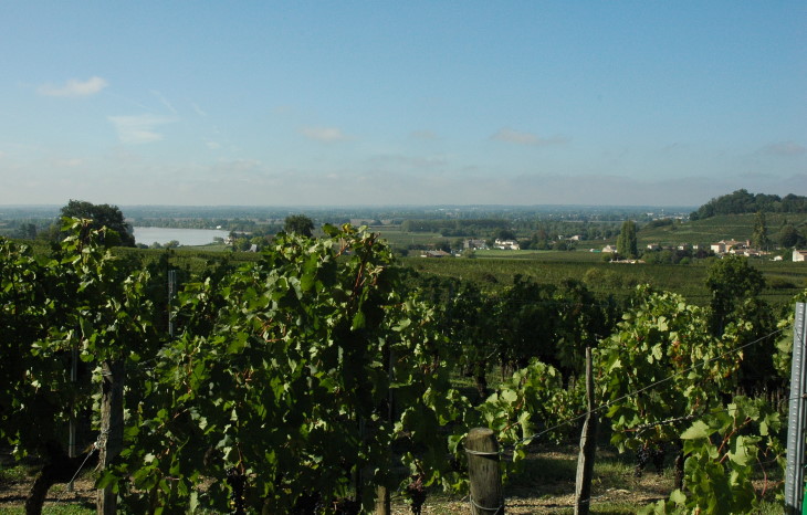 Fronsac - Les coteaux couverts de vignobles dominent la Dordogne -  Photo Michel CRIVELLARO
