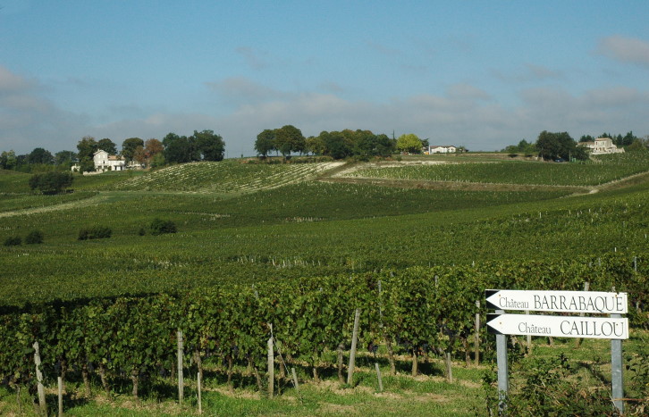 Fronsac - Vignes sur sol argilo-calcaire -  Photo Michel CRIVELLARO