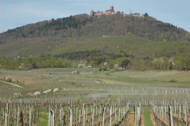 Saint-Hyppolite - Vignobles au pied du château du Haut-Koenigsbourg- Photo Michel CRIVELLARO