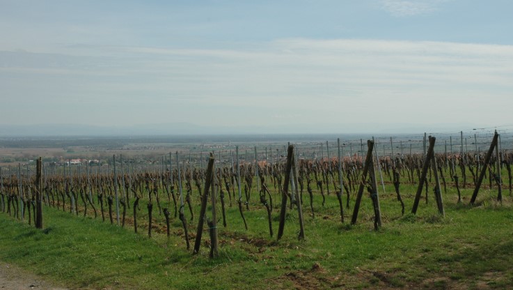Heiligenstein - Le vignoble de Klevener de Heiligenstein s'ouvre vers la plaine d'Alsace - © M.CRIVELLARO