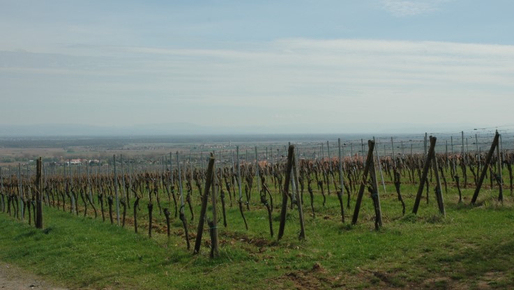 Heiligenstein - Le vignoble de Klevener de Heiligenstein s'ouvre vers la plaine d'Alsace - © M.CRIVELLARO Heiligenstein - Le vignoble de Klevener de Heiligenstein s'ouvre vers la plaine d'Alsace - © M.CRIVELLARO