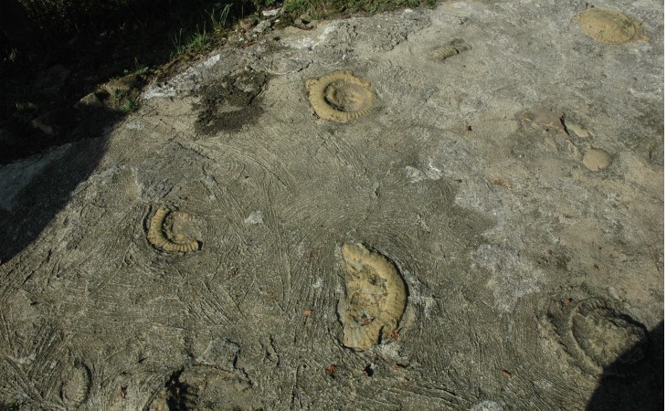 Hettange-Grande - Carrière de Gries - Site géologique - Dalle à ammonites -  © M.CRIVELLARO
