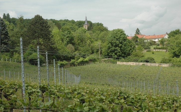 Jussy - Chemin de Vaux - Le vignoble apparait comme dans une clairière encadrée par la forêt - Au loin le clocher du village de Jussy - © M.CRIV...