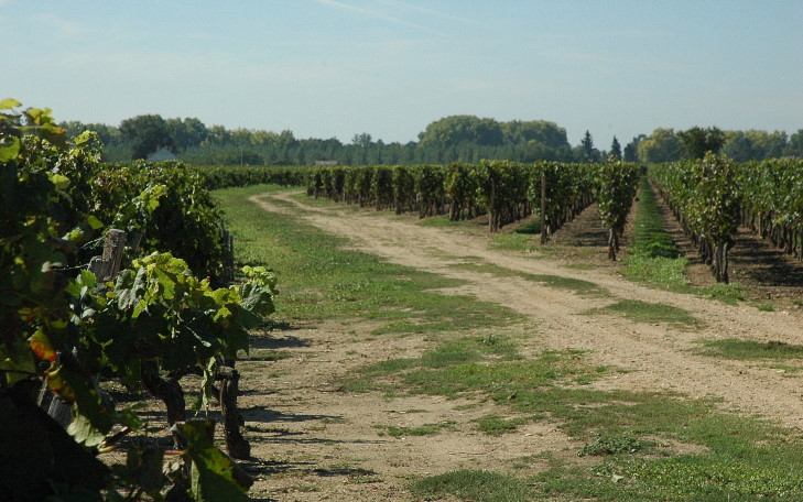Lalande-de-Pomerol - Vignoble sur terrasse moyenne du Riss - © M.CRIVELLARO