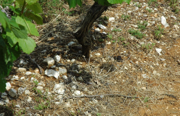 Le Boulvé - Vignoble de Cahors  sur  le Causse de Limogne et les coteaux du Quercy blanc - Sol argilo-calcaire caillouteux - © M.CRIVELLARO