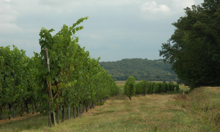 Le vignoble du secteur de Saint-Mont est situé sur la rive gauche de l'Adour. Cultures de maïs en fond. © Marion CRIVELLARO