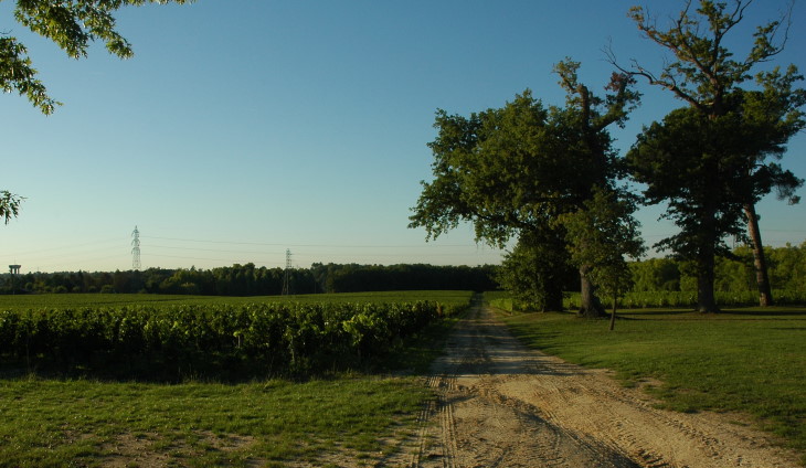 Léognan - Vignes du château Carbonnieux - Photo Michel CRIVELLARO